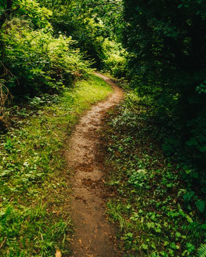 A beautiful pathway through the forest surrounded by trees, plants and grass on a sunny day