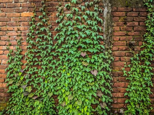 the garden ivy plant climbing up the brick wall - for backgrounds