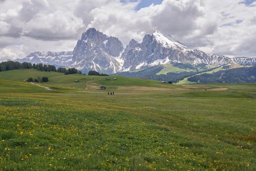 The beautiful landscape of a green pasture with yellow flowers and in the background the mountain of Alpe di Siusi in the Italian Dolomites