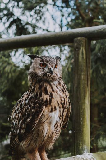 A vertical shot of a brown owl with black spots standing against the trees