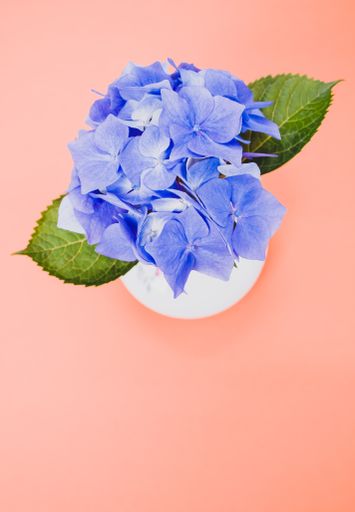 A vertical shot of blue hydrangeas on orange background with a copy space