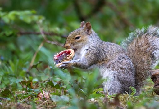 A squirrel nibbling on a snack on a tree branch