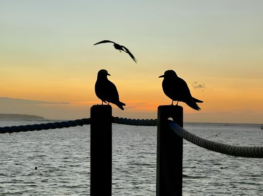 A silhouette of two seagulls resting on a wooden post in the water.