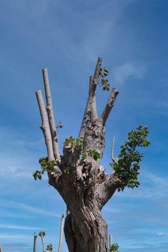 A vertical shot of a tree with pruned cut branches against a blue sky