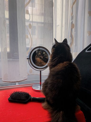 A vertical back view of a cat looking at itself in the mirror