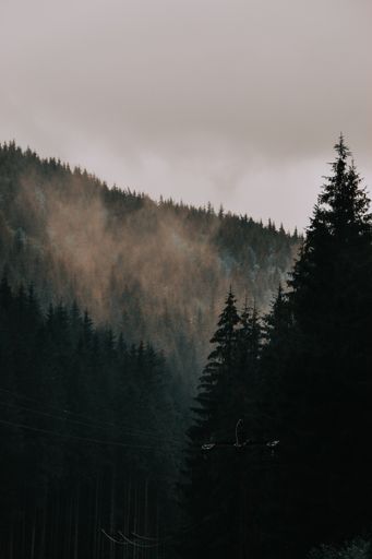 A beautiful shot of a foggy forest