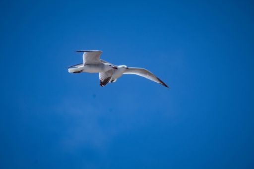 A couple of large white-headed gulls flying in a blue sky