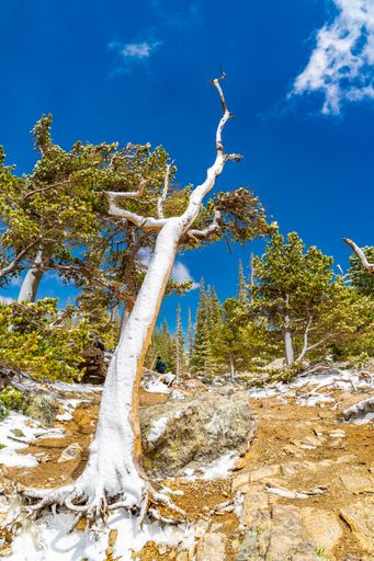 A little bit of snow and wind made it a dramatic morning - Rocky Mountain National Park, Colorado