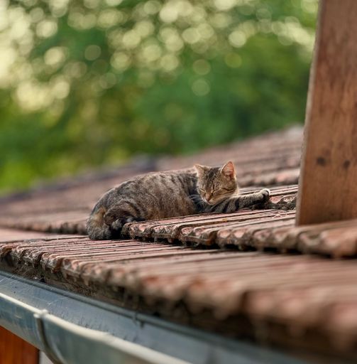 A gray striped cat lounging on a house roof