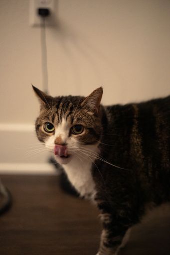 A cat with its mouth open and tongue out, facing the camera
