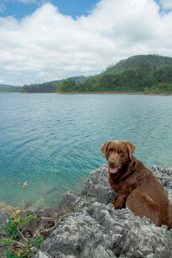 A brown Labrador Retriever sittin on the shore of the lake of Tizcao, Chiapas