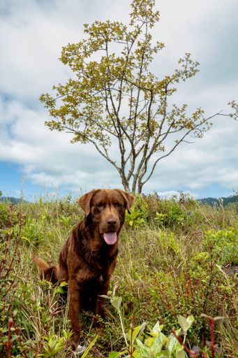 A brown Labrador Retriever with the tongue out sitting on a green grass