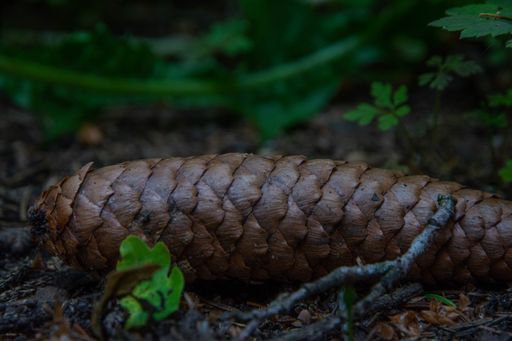 A closeup shot of a cone fallen on the ground