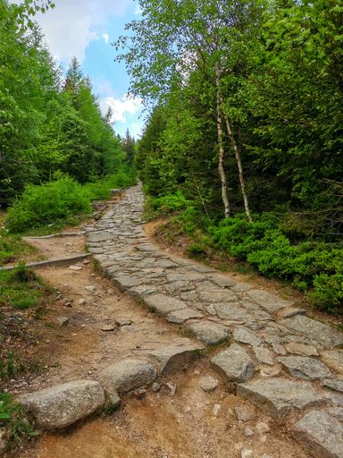 A vertical shot of a stone way surrounded by various plants on a cloudy day