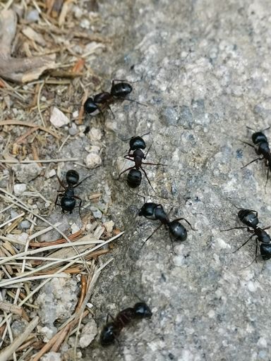 A vertical shot of ants outdoors