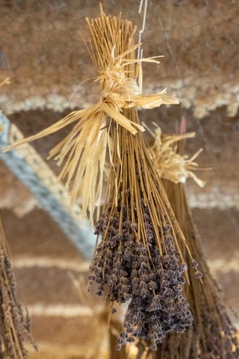 A vertical shot of beautiful dried up lavenders hanging upside down from the ceiling