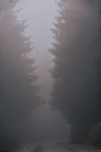 A beautiful shot of foggy forest
