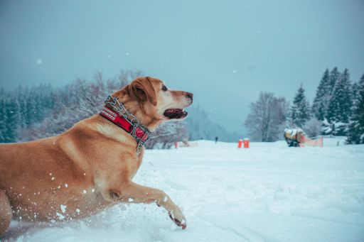 An adorable Labrador retriever running in a snowy area surrounded by a lot of green fir trees