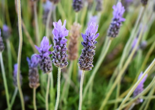 A selective focus shot of lavender flowers in the garden