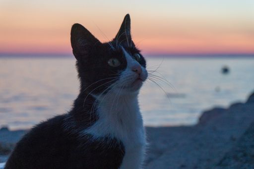A closeup shot of a cute black and white cat on the beach with the sunset in the background