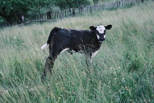 A closeup shot of a small cow grazing among wildflowers