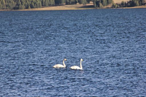 A wide angle shot of two white swans swimming on the water