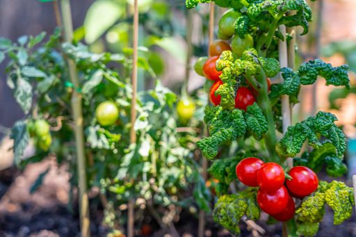 A closeup of ripe cherry tomatoes on vines in a garden under the sunlight
