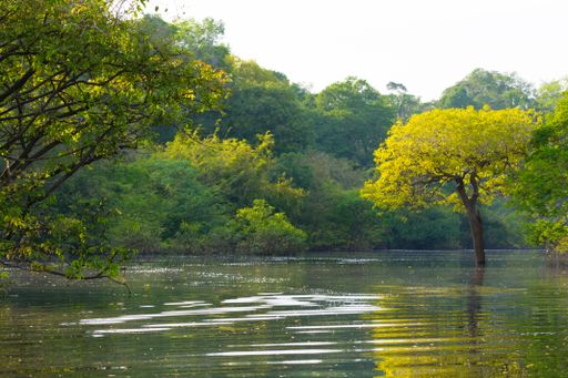 Panorama from Amazon rainforest, Brazilian wetland region. Navigable lagoon. South America landmark. Amazonia