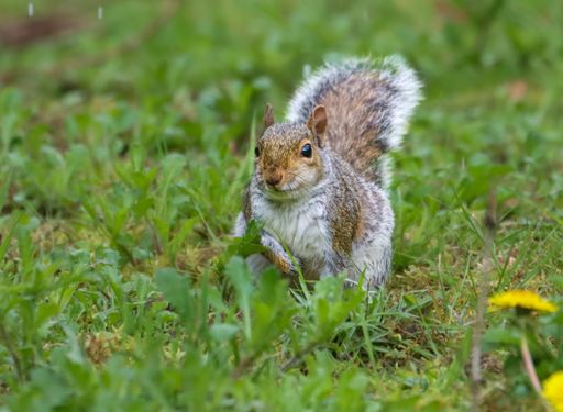 A squirrel perched in grassy field
