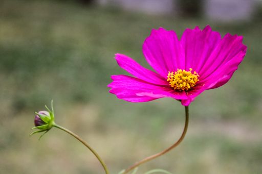 A close up shot of a beautiful flower