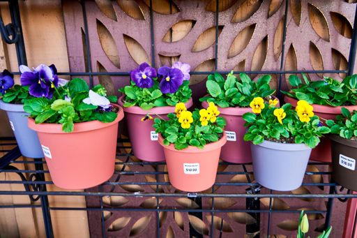 Colorful spring pansies in plastic pots on a black metal plant stand for sale at a garden center.