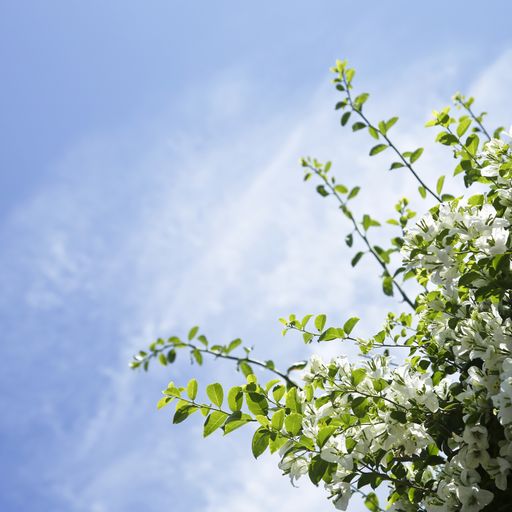 White bougainvillea flowers with blue sky copy space.