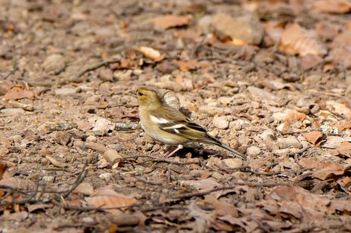 A bird Fringilla coelebs sitting on the ground in nature.