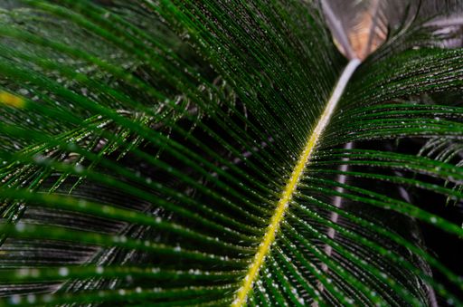 Close-up of palm leaf covered in water droplets against a white background
