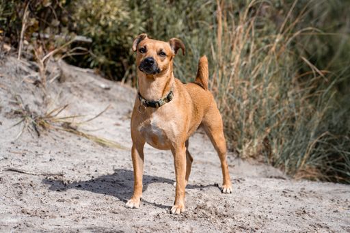A small tan dog stands beside a lush plant.