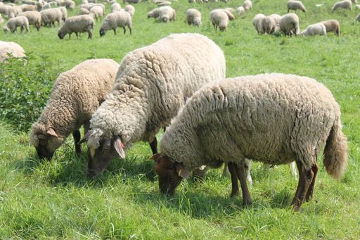 A flock of sheep grazing in a field