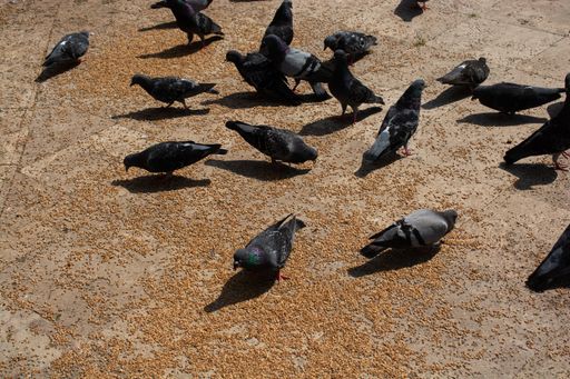 A group of pigeons eating seeds from the ground