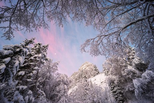 Winter landscape view of a snow-capped mountain peak framed naturally by trees and branches covered by snow with sunrise pink colours in a cloudy sky