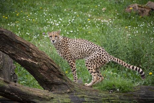 cheetah walking through nature and marking territory. The fastest land mammal in the world