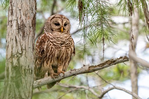 A closeup of an owl perched on a tree branch in a forest
