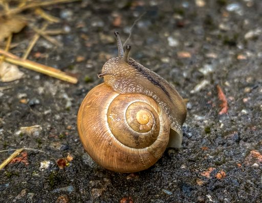 A closeup of a snail on the ground