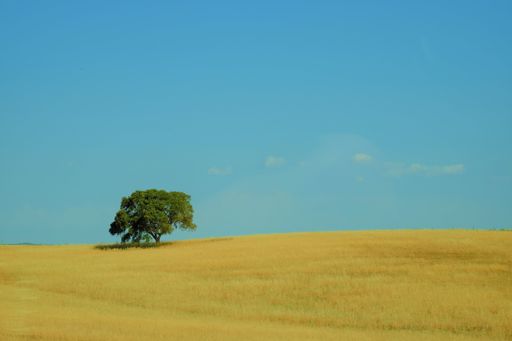 A beautiful landscape with a lonely tree in a cultivated field against a blue sky background