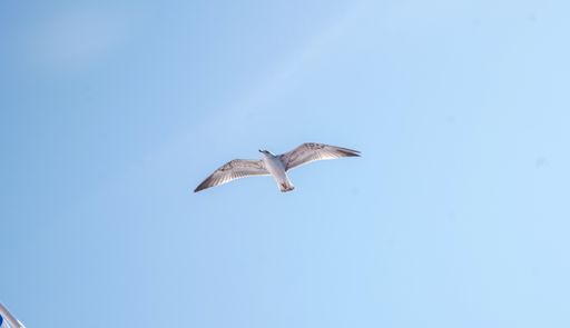 A seagull flying in a clear blue sky.