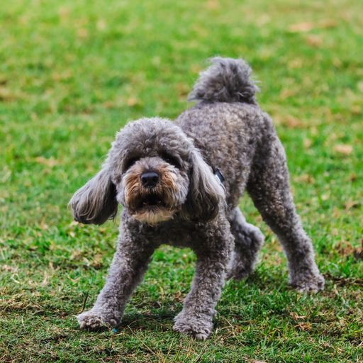A miniature Poodle playing on green grass