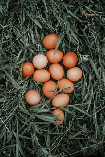 A vertical shot of chicken eggs on green grass