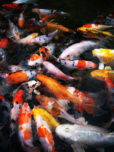 A vertical shot of a school of koi fish in a lake under the sunlight