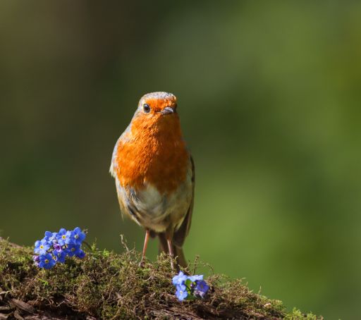 Small robin on mossy branch with blue flowers in front