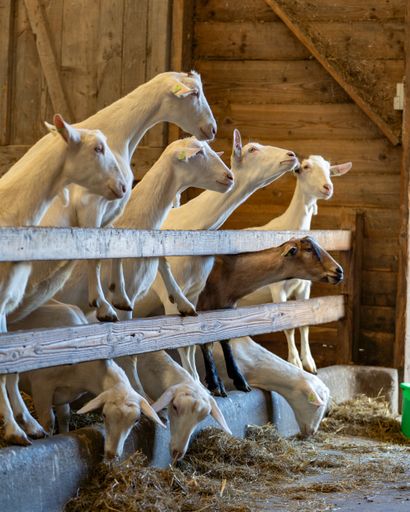 Sheep feeding on hay at a fenced enclosure