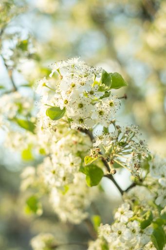 A close-up of cherry tree blossoms and leaves