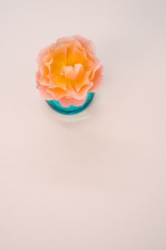 A top view of an orange peony in a blue glass on a gray background